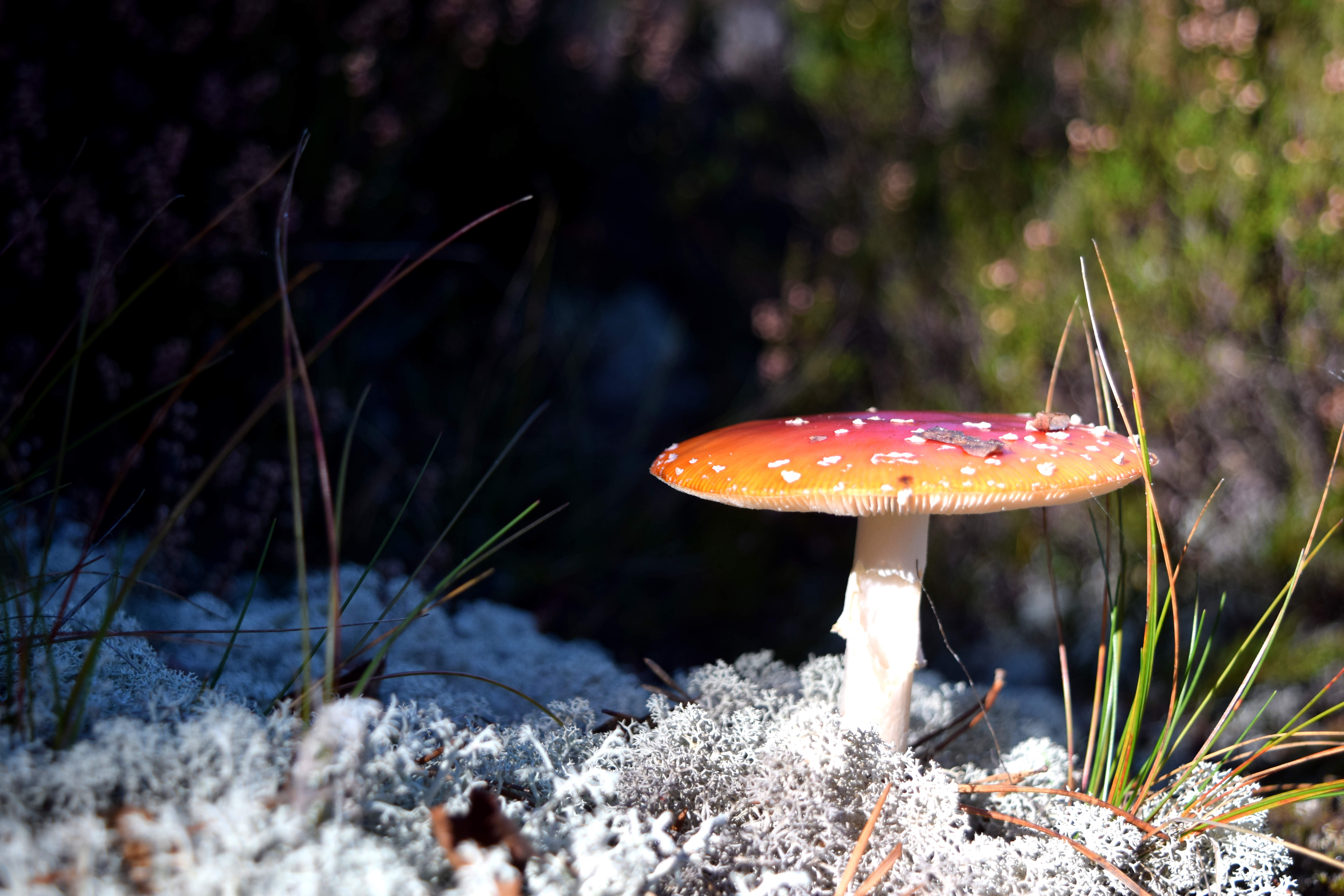 shiny-red Fly Agaric as a close-up shot in sunlit autumn forest
